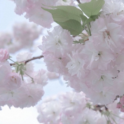 海棠福瑞交流群